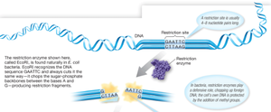 Restriction enzyme cutting DNA at specific site