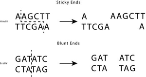 Sticky and blunt ends produced by restriction enzymes