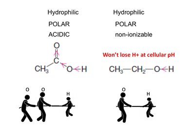 Functional group ionization at cellular pH