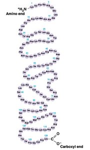 Primary structure of a protein