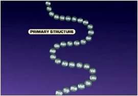 Primary structure illustration