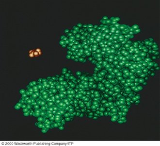 Enzyme structure