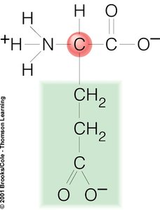 Glutamate structure