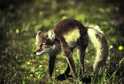 Arctic fox in summer
