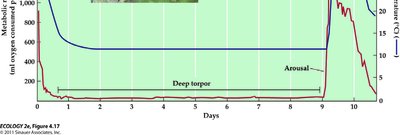 Marmot torpor graph