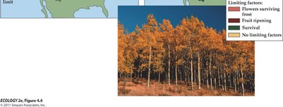 Aspen distribution and limiting factors