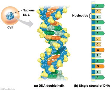 Central dogma: DNA to RNA to protein