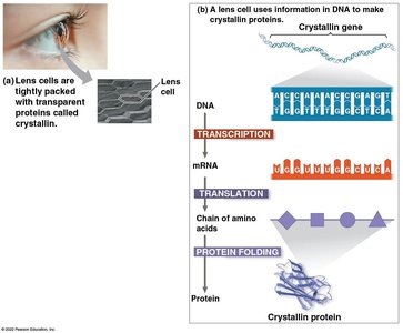 Energy flow and chemical cycling in ecosystems