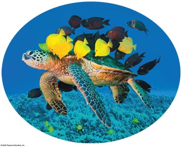 Mutually beneficial relationship: fish and turtle