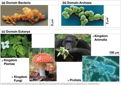 Unity in the diversity of life: domains and kingdoms
