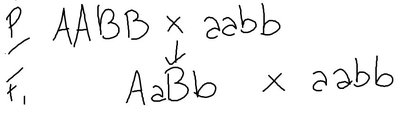 Handwritten Punnett square for AaBb x aabb testcross
