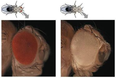 Comparison of red-eyed and white-eyed Drosophila