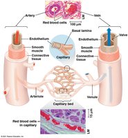 Structure of arteries, veins, and capillaries