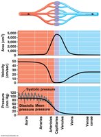 Blood flow velocity and pressure in vessels