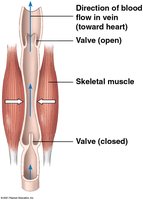 Venous return aided by skeletal muscle and valves