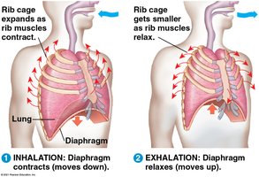 Inhalation and exhalation in mammals