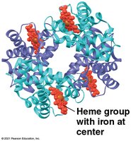 Hemoglobin structure with heme groups