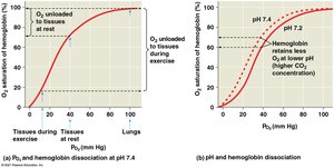 Hemoglobin dissociation curve and Bohr shift