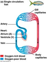 Single circulation in fish