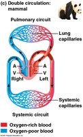 Double circulation in mammals
