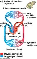 Double circulation in amphibians