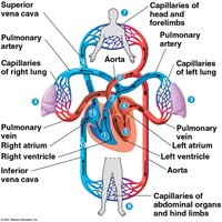 Blood flow through the mammalian heart and body