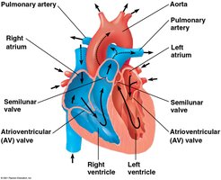 Structure of the mammalian heart