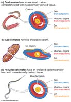 Coelomate, acoelomate, and pseudocoelomate body plans