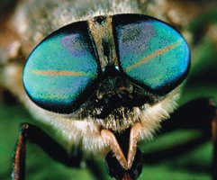 Compound eyes of an insect