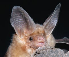 Large ears of a bat for hearing