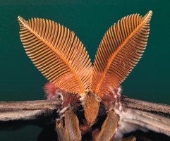 Feathery antennae of a moth for smell