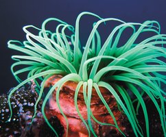 Cnidarian tentacles for touch