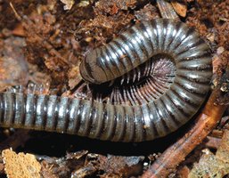 Millipede as a detritivore