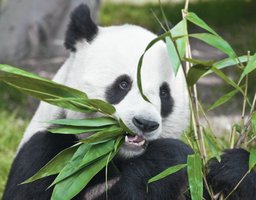 Panda as a herbivore