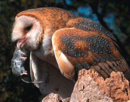 Owl as a carnivore