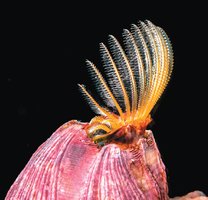 Barnacle as a suspension feeder