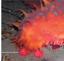 Sea cucumber as a deposit feeder