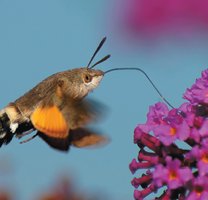 Hummingbird as a fluid feeder