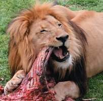 Lion as a mass feeder