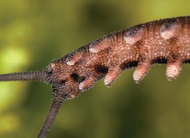 Millipede with many legs