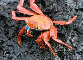 Crab with jointed limbs