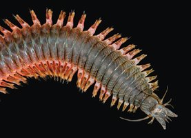 Polychaete worm with parapodia