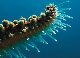 Echinoderm tube feet