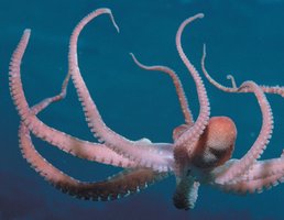 Octopus with muscular arms