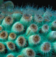 Coral releasing gametes