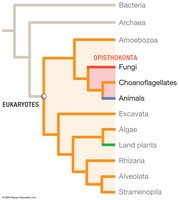 Phylogenetic tree showing Opisthokonta, including animals and choanoflagellates