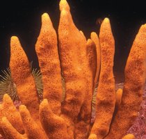 Sponge structure