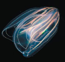 Comb jelly