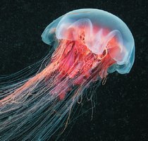 Jellyfish