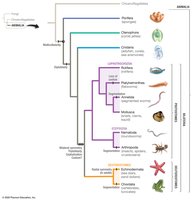 Phylogeny of major animal phyla based on DNA sequence data